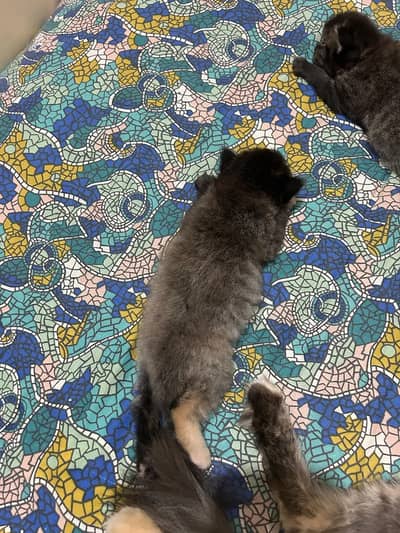 Persian kittens/ cats/persian punch face/persian piki face/fluffy cat