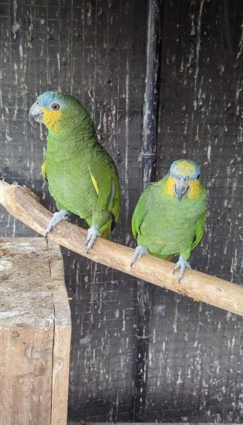 Amazon & Conure 0