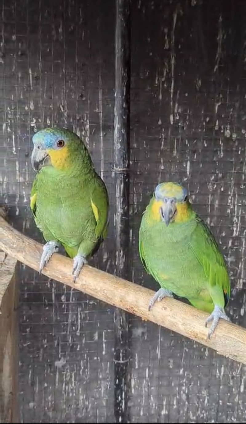 Amazon & Conure 1