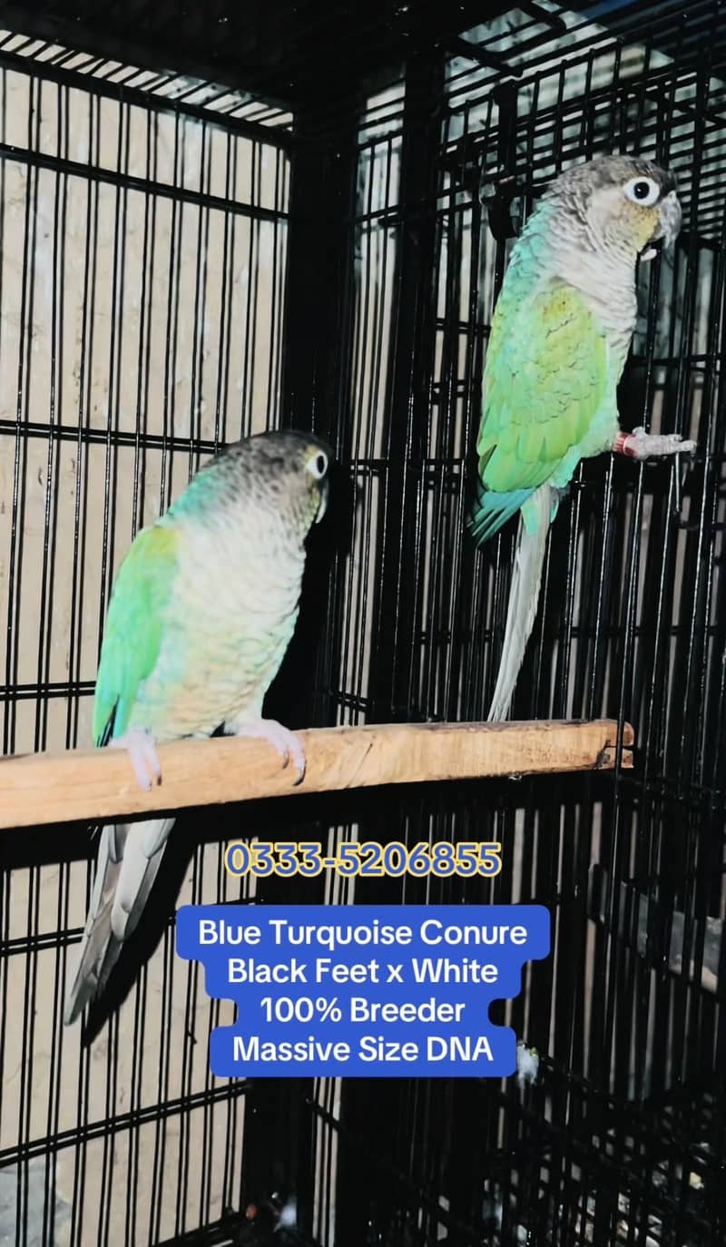 Amazon & Conure 2