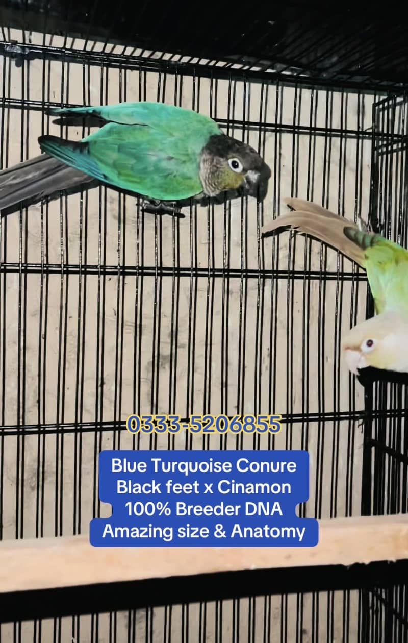 Amazon & Conure 3