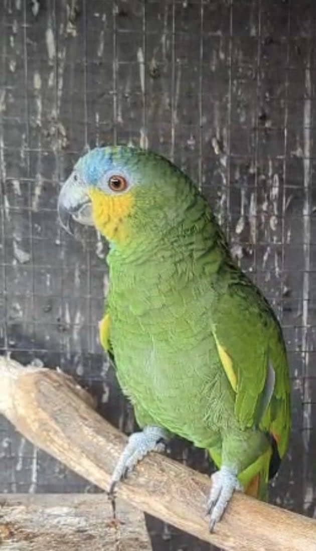 Amazon & Conure 4