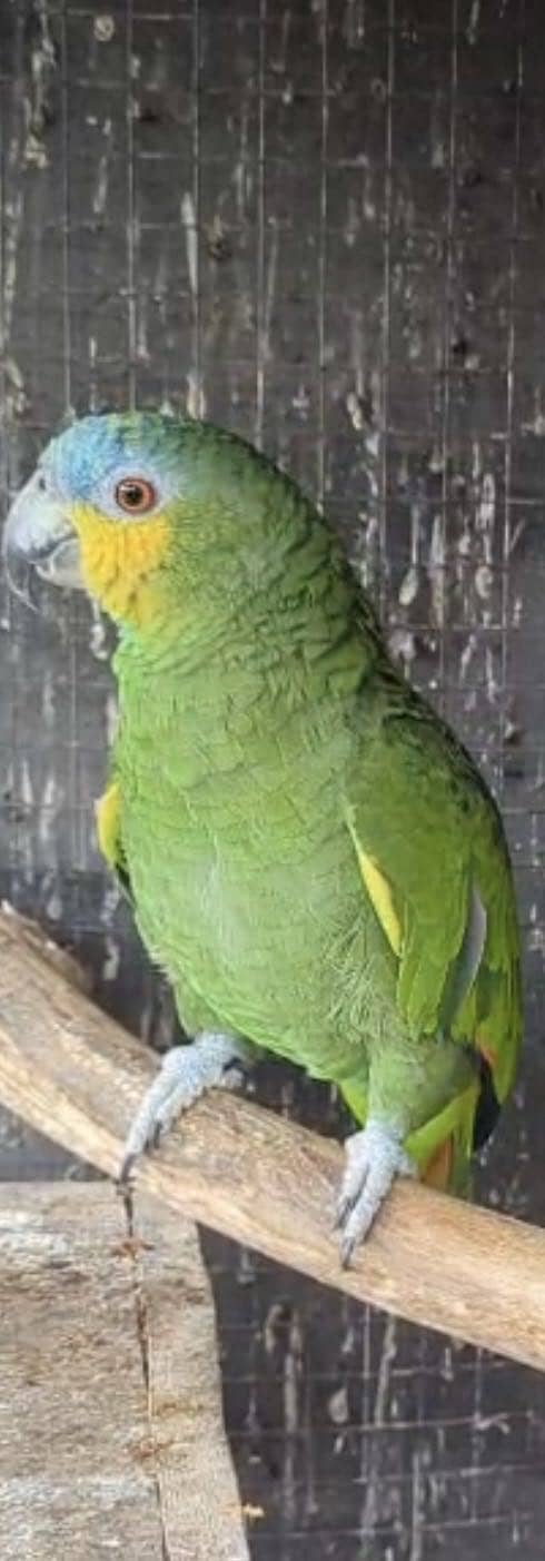 Amazon & Conure 5
