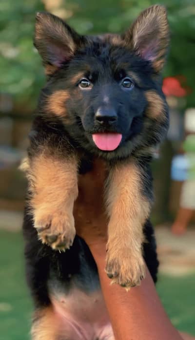 German shepherd puppies available for sale