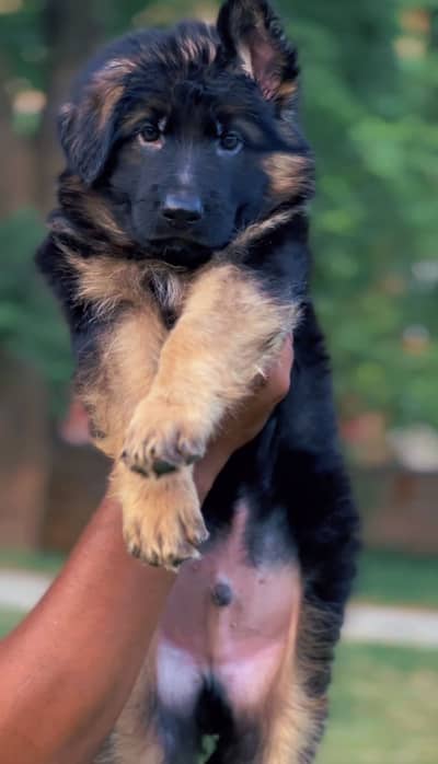 German shepherd puppies (pedigree)
