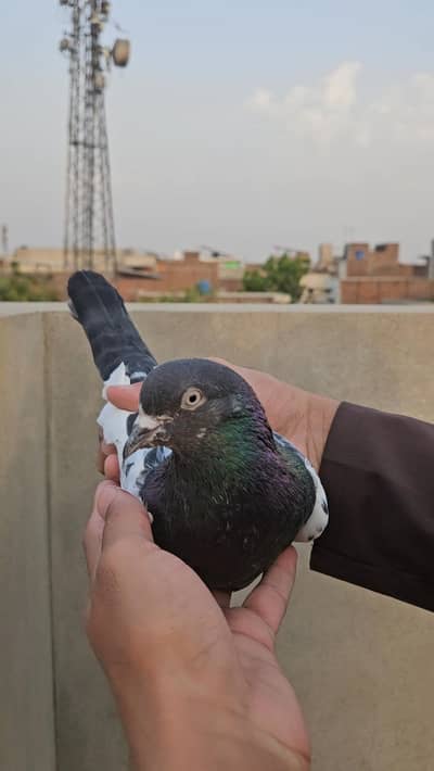 Ferozpuri breeder pair