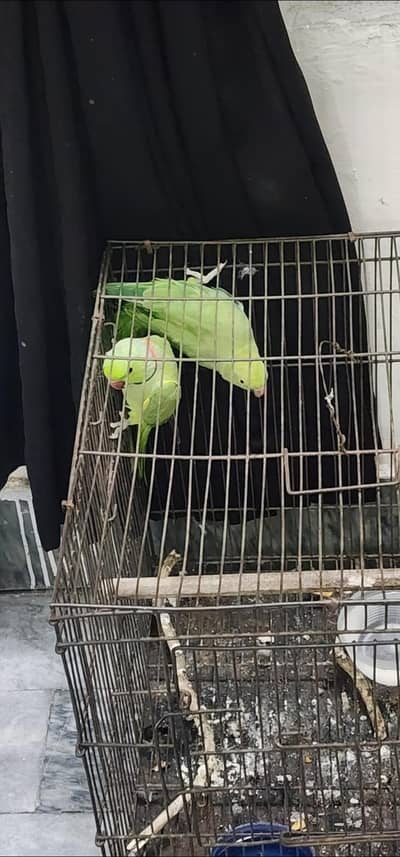 parrots