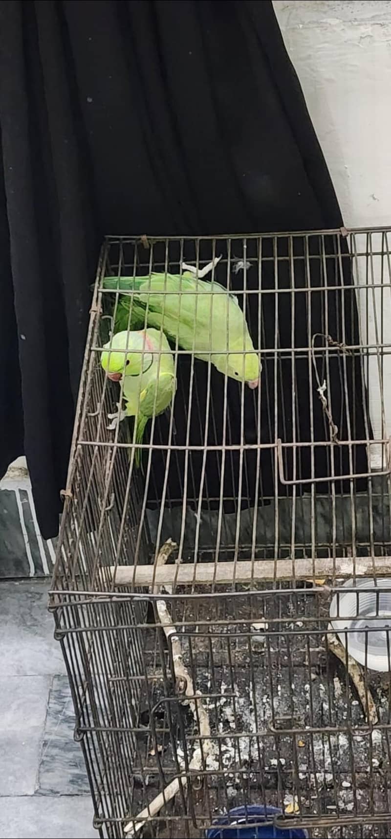 parrots 0