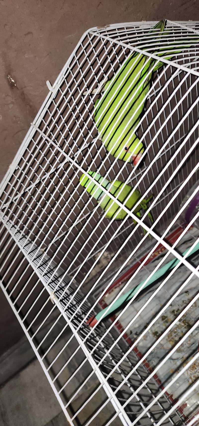 parrots 1