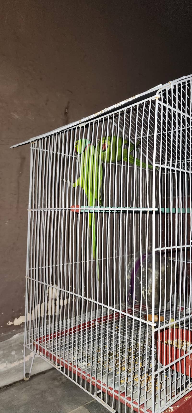 parrots 2