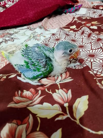 raw parrot