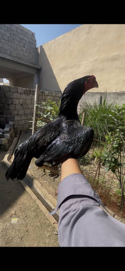High class mushka male for sale
