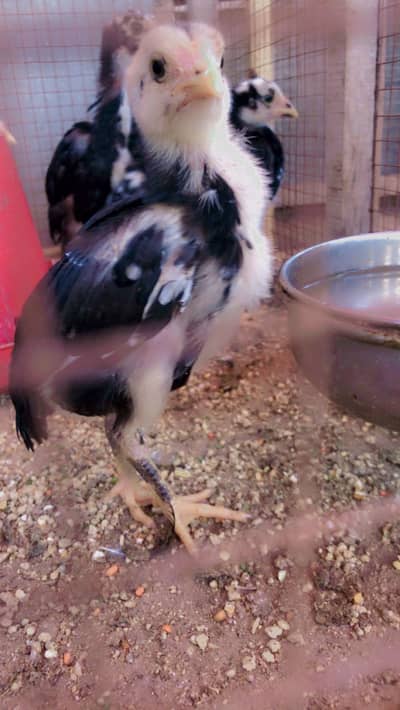 7 days aseel chicks 03078291648
