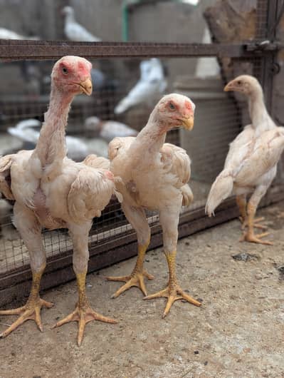 paper white German o Shamo trio set and Desi hens