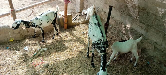 4 female 2 bachy  2 bari bakri makhi cheeni  cross breed