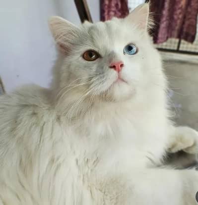 Odd eyes Persian male cat