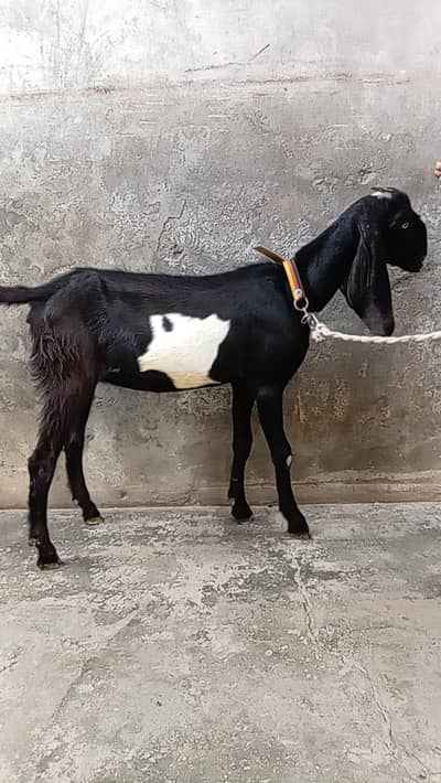 bakri