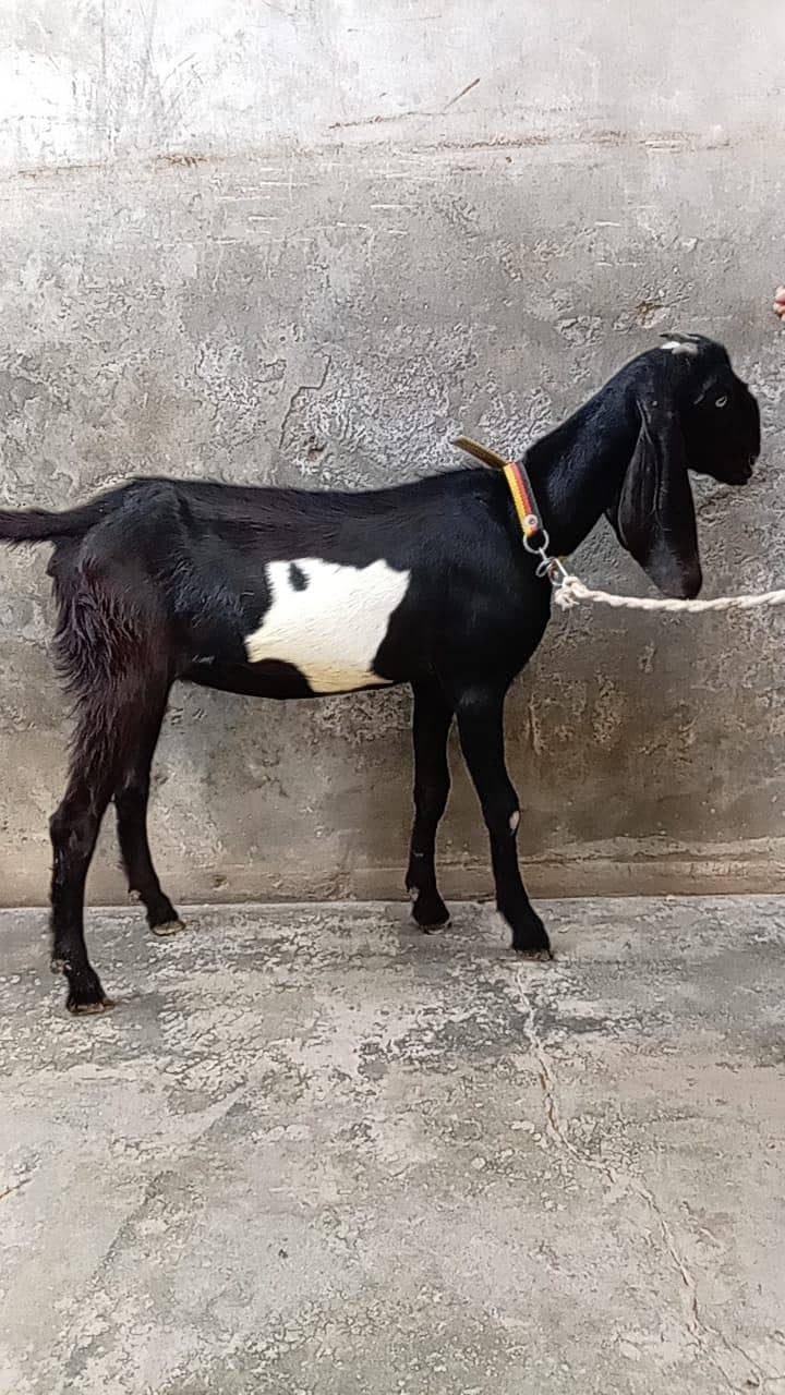 bakri 0