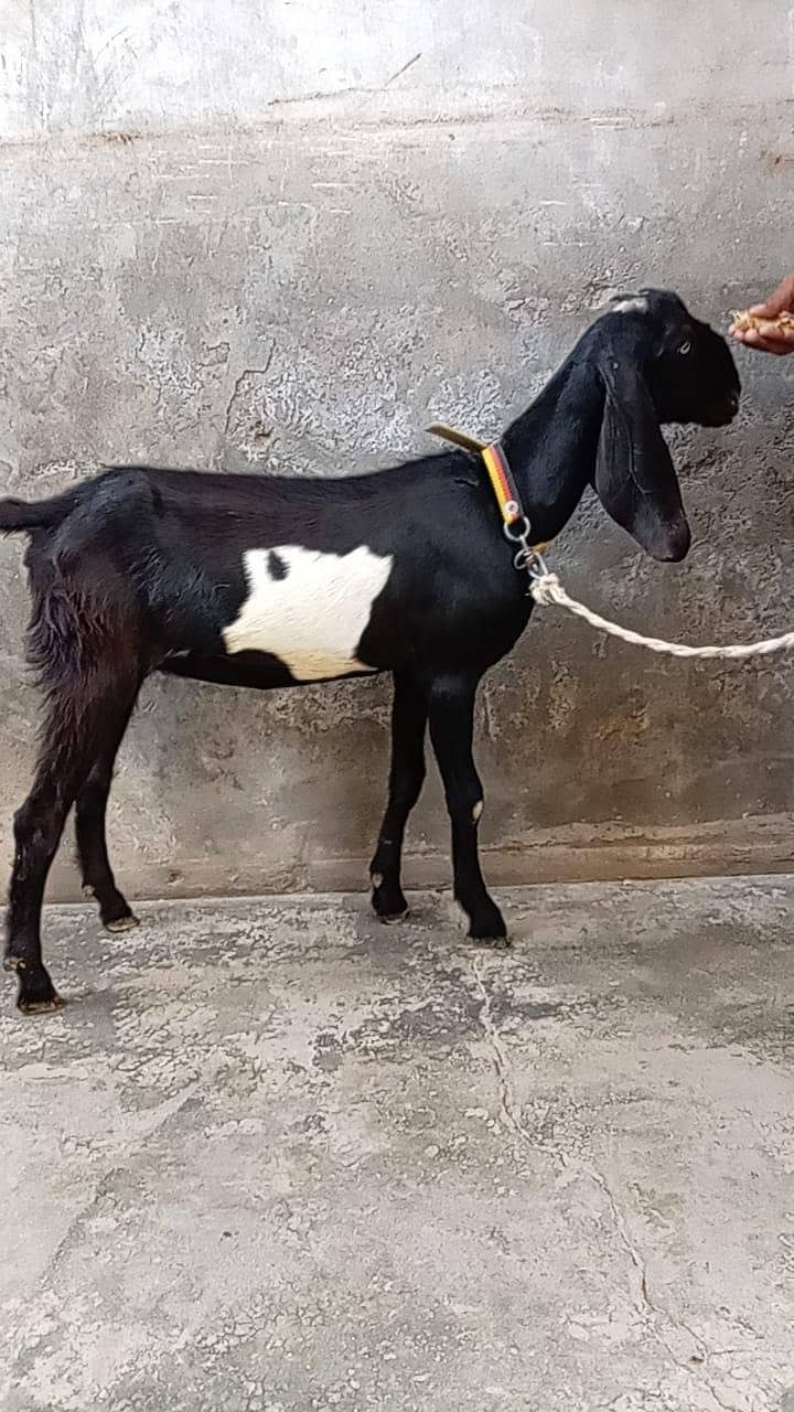 bakri 1