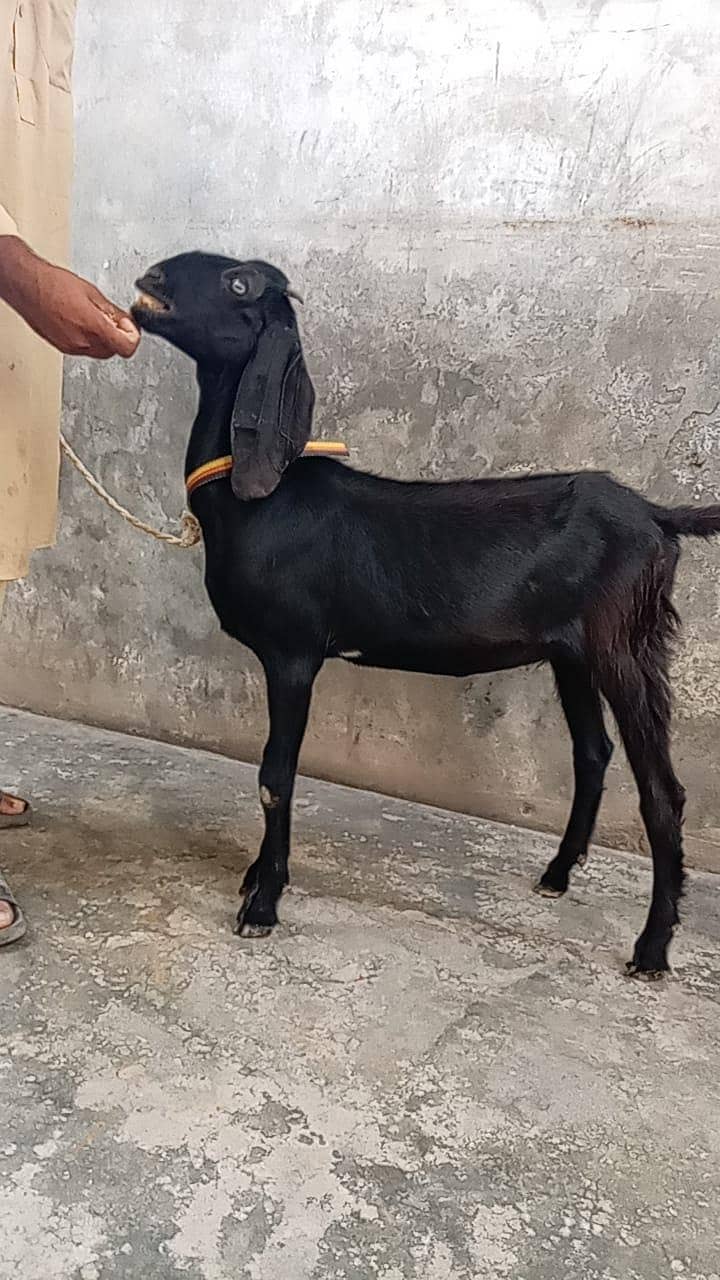 bakri 2