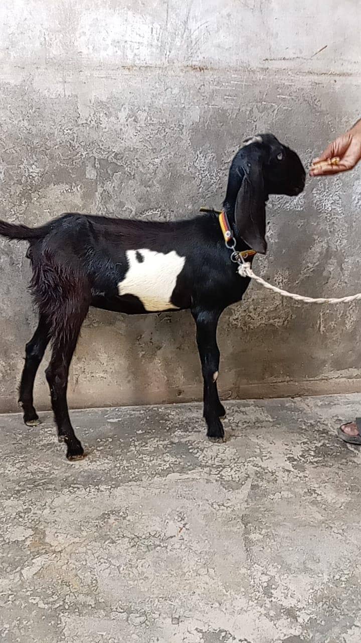 bakri 3