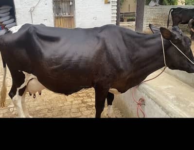 Cross breed. 16 litre milk. 3 calving ( 3 soa)