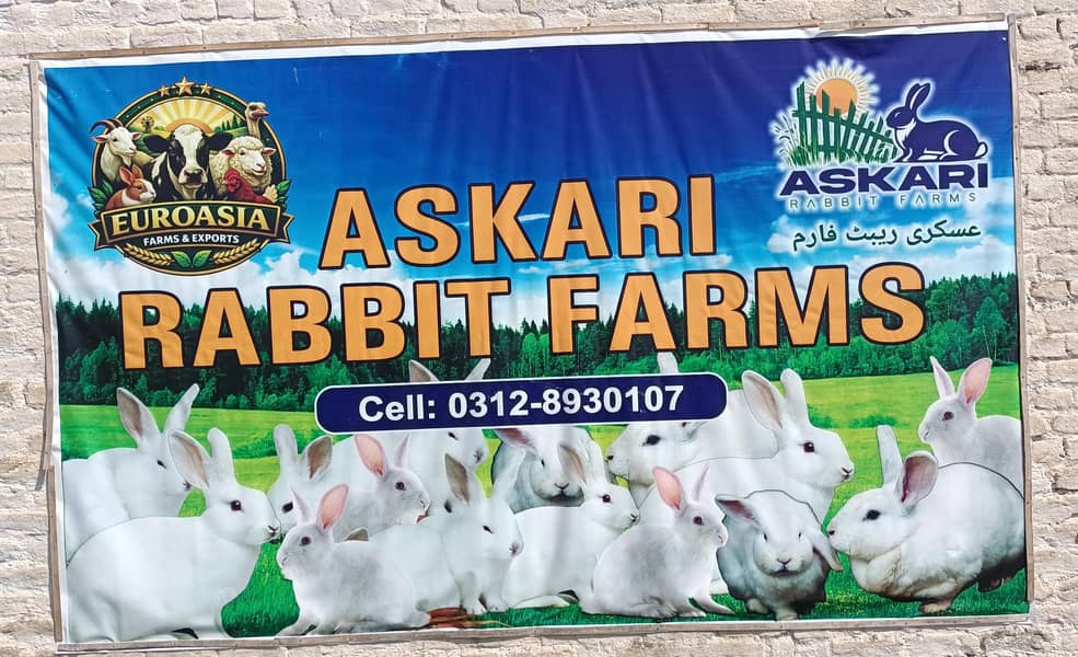 WANTED IMMEDIATELY 0