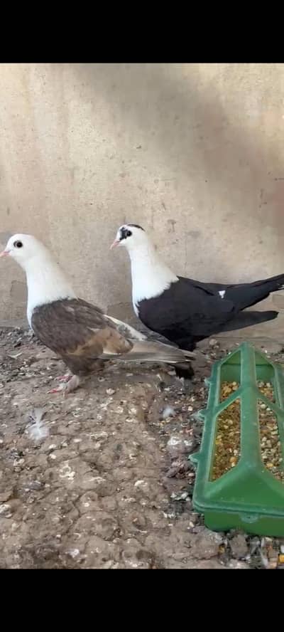 karbalai pair