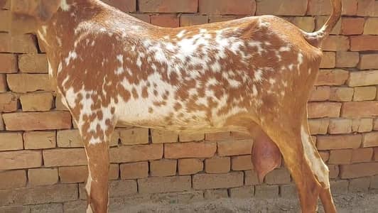 Makkah chini Bakri For Sale _ 03274139425
