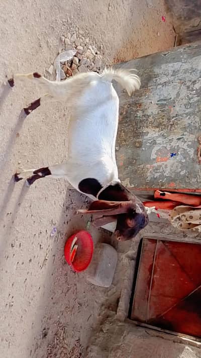 pateri bakri for sale
