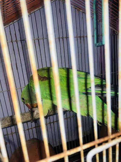 baby raw parrot