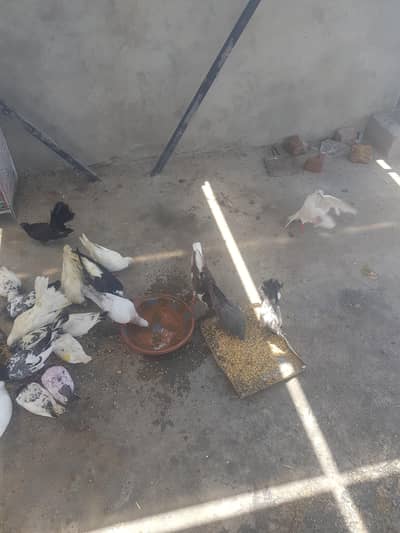 hen and pigeons