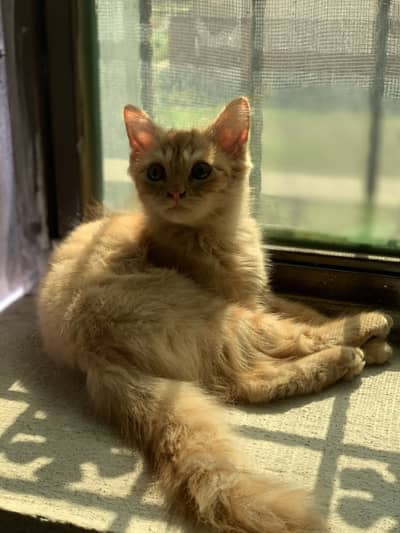 Cat for sale