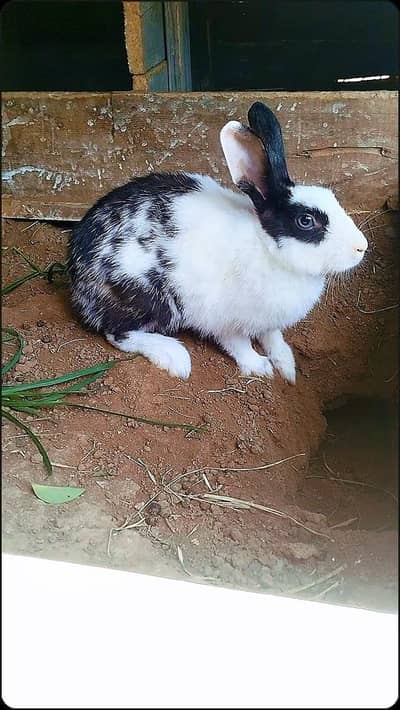 Beautiful Female Rabbit Available for Sale 