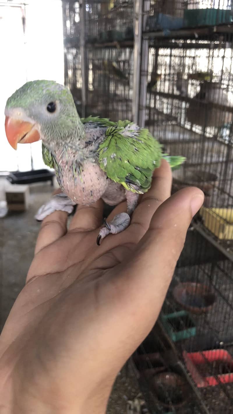 Ringneck chick 0