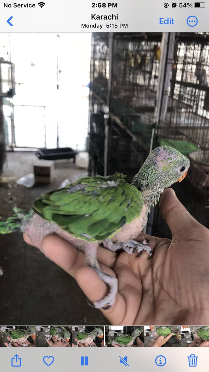 Ringneck chick 1