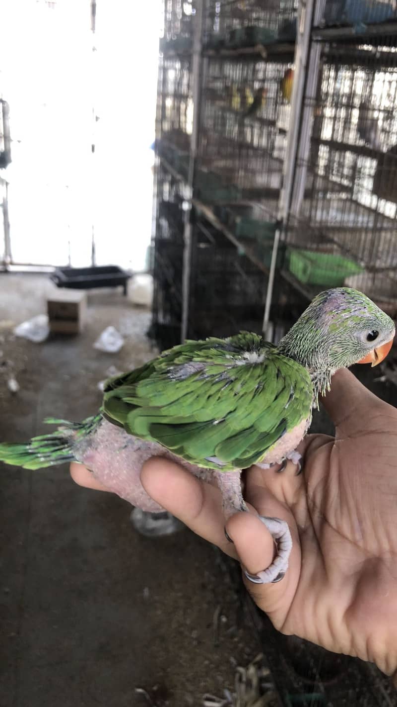 Ringneck chick 2