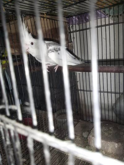 cocktail female 03244660409