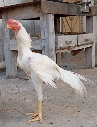 best quality Indian parrot beak