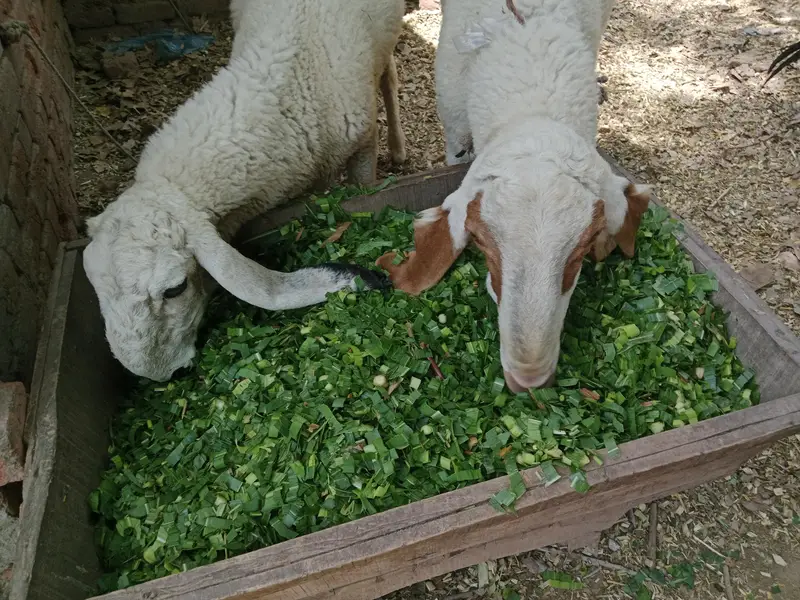 Desi Lely For Sale — photo 2