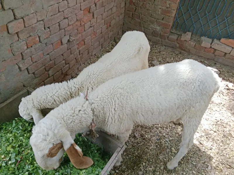 Desi Lely For Sale — photo 3