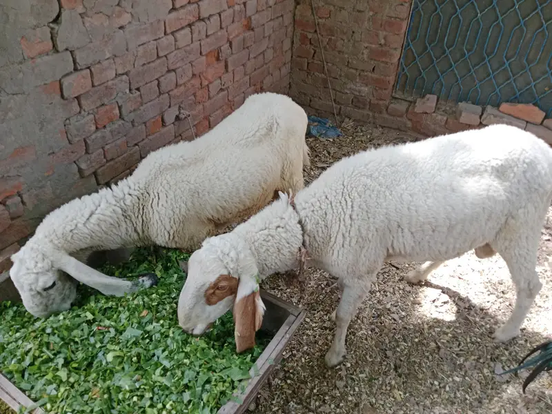 Desi Lely For Sale — photo 5