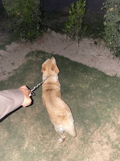 Labrador female for sale
