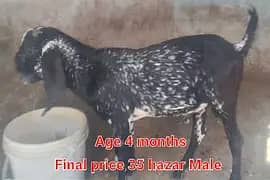 Beetal Bakra or Maki Chani Bakri ka Bacha. High Quality.  Home Breed