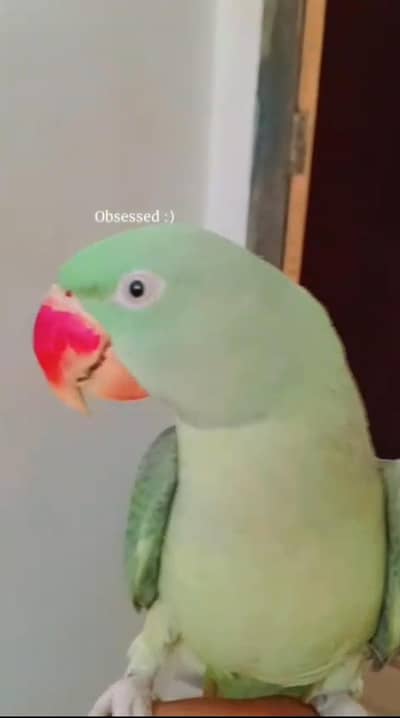 raw parrot full talking