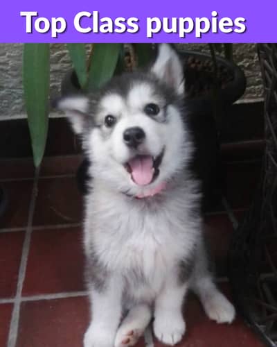 Agar aap apne ghar ke liye ek cute, loyal aur intelligent pet dhoond