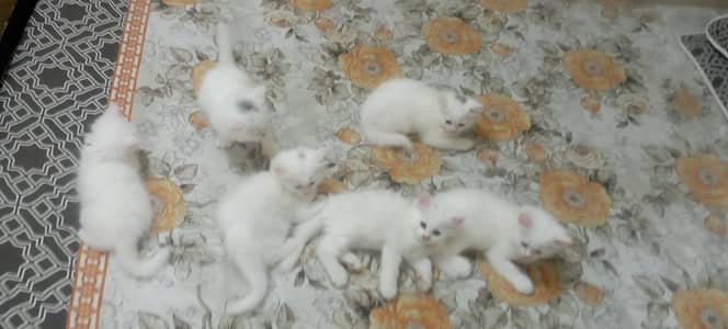 Persian kittens triple coated
