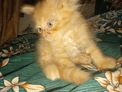 Russian cats baby urgent sale