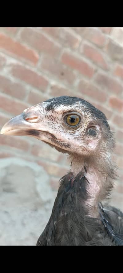 aseel chicks 9 piece thai pair 1