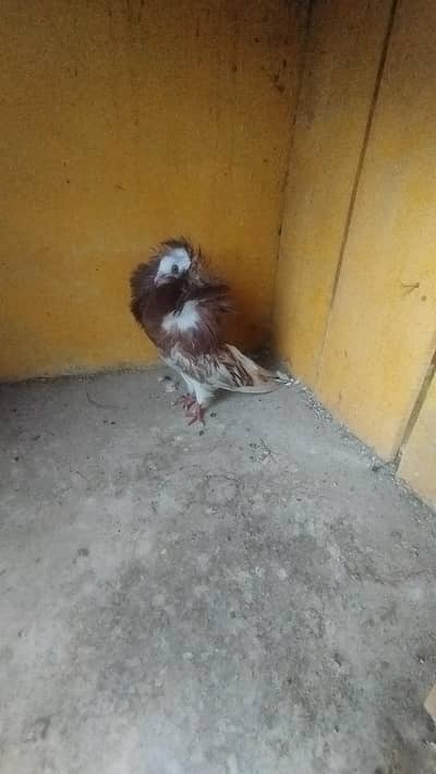 high quality male of jacobine